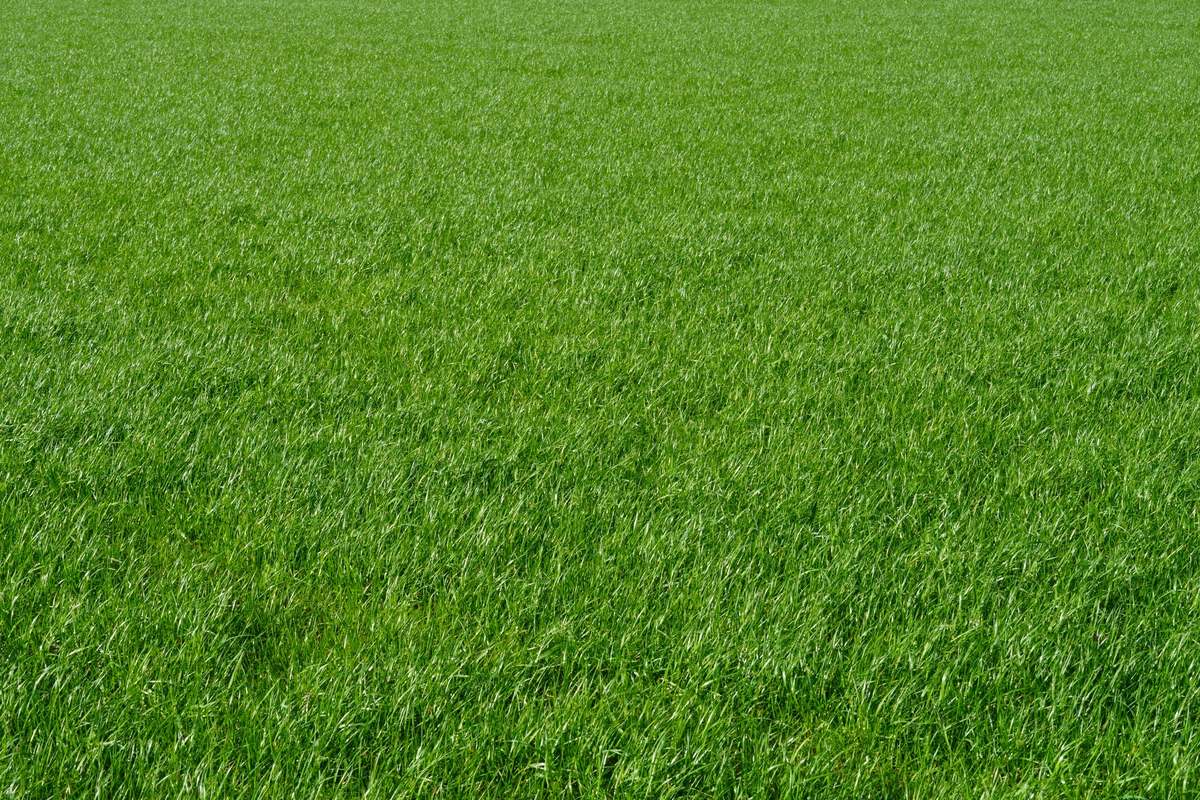 Close-up of a mowed green lawn